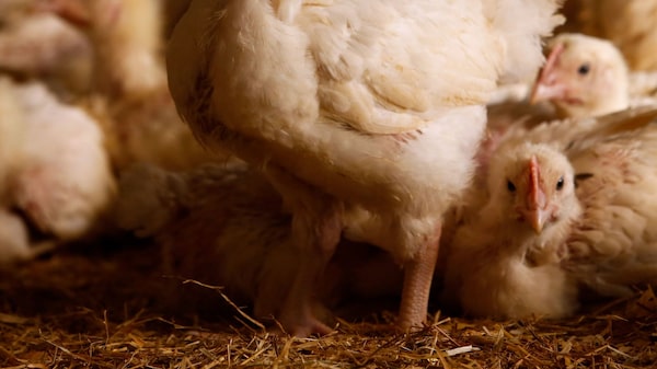 Cómo Dominicana tecnificó el sector avícola y ahora tiene crisis por sobreoferta Cómo Dominicana tecnificó el sector avícola y ahora tiene crisis por sobreoferta