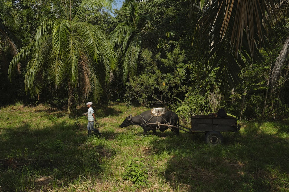 Trabajo rural Trabajo rural
