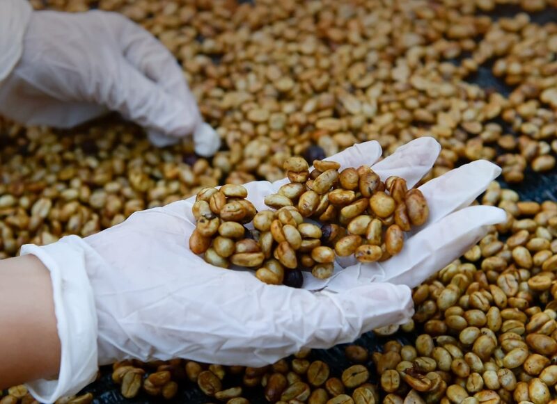Investigaciones académicas muestran el potencial del café al desarrollar productos con características organolépticas y funcionales de mayor valor económico. Investigaciones académicas muestran el potencial del café al desarrollar productos con características organolépticas y funcionales de mayor valor económico.