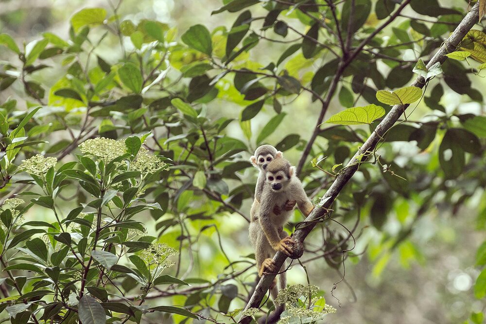 Ecuador es uno de los países más biodiversos del mundo. Ecuador es uno de los países más biodiversos del mundo.
