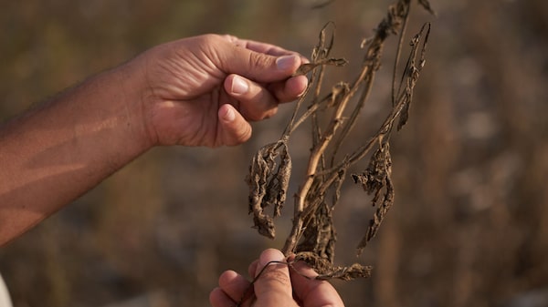 ¿Cuándo empezaría El Niño 2026 y qué tan intenso sería? La OMM revela nuevos detalles ¿Cuándo empezaría El Niño 2026 y qué tan intenso sería? La OMM revela nuevos detalles
