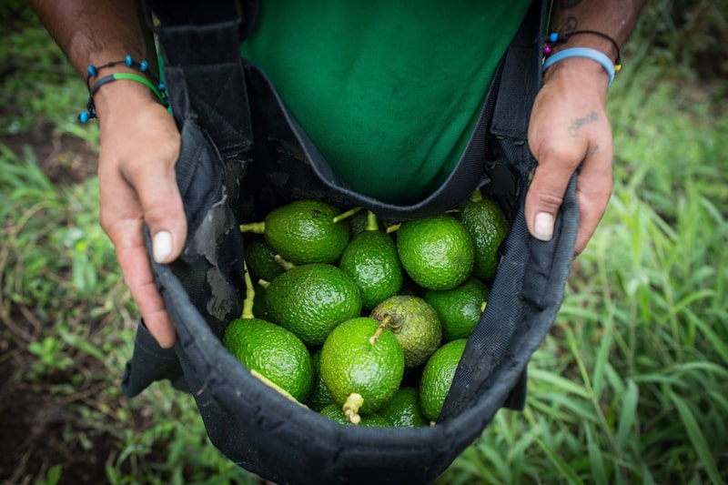 Un trabajador carga una bolsa de aguacates en el departamento de Antioquia, Colombia, el lunes 16 de abril de 2018. Un trabajador carga una bolsa de aguacates en el departamento de Antioquia, Colombia, el lunes 16 de abril de 2018.