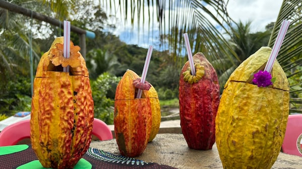 Ilhéus aposta em turismo rural ligado ao cacau e ao chocolate. Mas há entraves Ilhéus aposta em turismo rural ligado ao cacau e ao chocolate. Mas há entraves