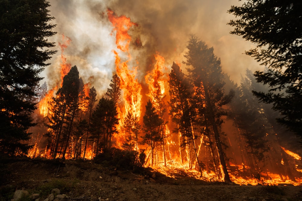 Incendio forestal Incendio forestal