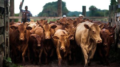 Sob efeito de ciclo do gado nos EUA, JBS tem queda de 15% no Ebitda no trimestre Sob efeito de ciclo do gado nos EUA, JBS tem queda de 15% no Ebitda no trimestre