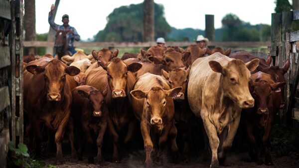 Sob efeito de ciclo do gado nos EUA, JBS tem queda de 15% no Ebitda no trimestre Sob efeito de ciclo do gado nos EUA, JBS tem queda de 15% no Ebitda no trimestre