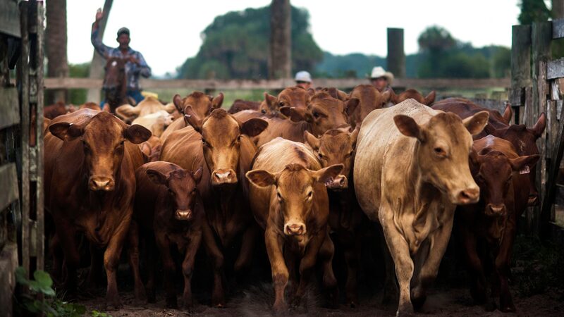 Sob efeito de ciclo do gado nos EUA, JBS tem queda de 15% no Ebitda no trimestre Sob efeito de ciclo do gado nos EUA, JBS tem queda de 15% no Ebitda no trimestre