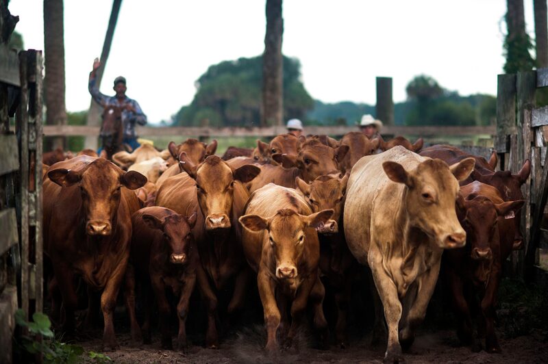 EUA vivem uma redução histórica na oferta de gado devido a secas e ao abate elevado de fêmeas nos últimos anos, o que pressiona o preço do gado (Foto: Ty Wright) EUA vivem uma redução histórica na oferta de gado devido a secas e ao abate elevado de fêmeas nos últimos anos, o que pressiona o preço do gado (Foto: Ty Wright)