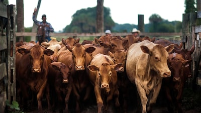 Escassez de gado nos EUA leva Cargill a fechar fábrica e cortar 221 vagas Escassez de gado nos EUA leva Cargill a fechar fábrica e cortar 221 vagas