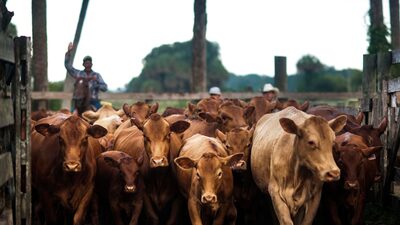 EE.UU. crea incentivos para aumentar la producción de carne y amplía la cuota argentina EE.UU. crea incentivos para aumentar la producción de carne y amplía la cuota argentina