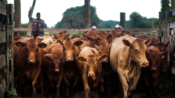 Escassez de gado nos EUA leva Cargill a fechar fábrica e cortar 221 vagas Escassez de gado nos EUA leva Cargill a fechar fábrica e cortar 221 vagas