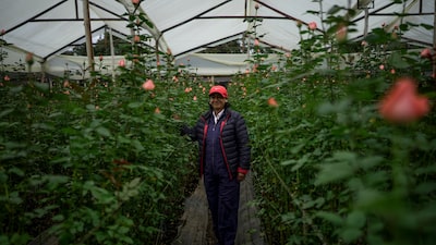 Las rosas de San Valentín de Colombia se salvan tras el susto de los aranceles Las rosas de San Valentín de Colombia se salvan tras el susto de los aranceles