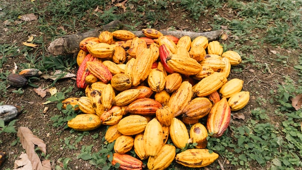 Chocolate renasce no sul da Bahia com nova geração de produtores de cacau fino Chocolate renasce no sul da Bahia com nova geração de produtores de cacau fino