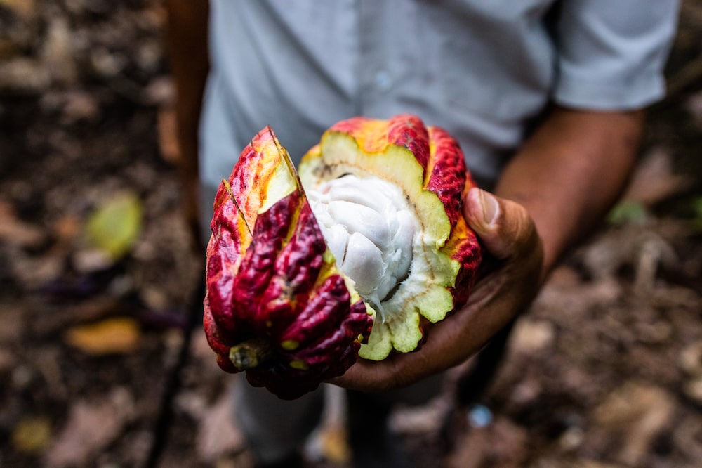 Produtores de cacau Dengo Produtores de cacau Dengo