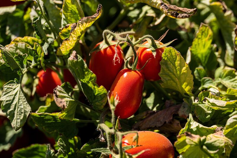 Como produtos à base de tomate são difíceis de substituir, demanda não é especialmente sensível a mudanças de preço Como produtos à base de tomate são difíceis de substituir, demanda não é especialmente sensível a mudanças de preço