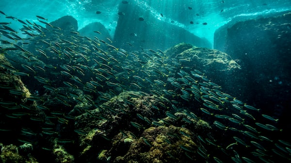 Científicos descubrieron arrecifes de coral capaces de sobrevivir al cambio climático Científicos descubrieron arrecifes de coral capaces de sobrevivir al cambio climático