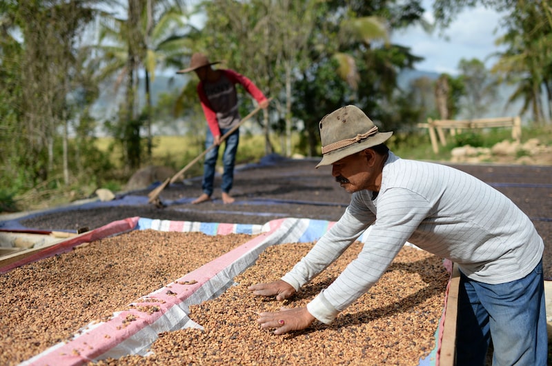 Cereza de café arábica se seca en Koperasi Solok Radjo. Fotógrafo: Dimas Ardian/Bloomberg Cereza de café arábica se seca en Koperasi Solok Radjo. Fotógrafo: Dimas Ardian/Bloomberg