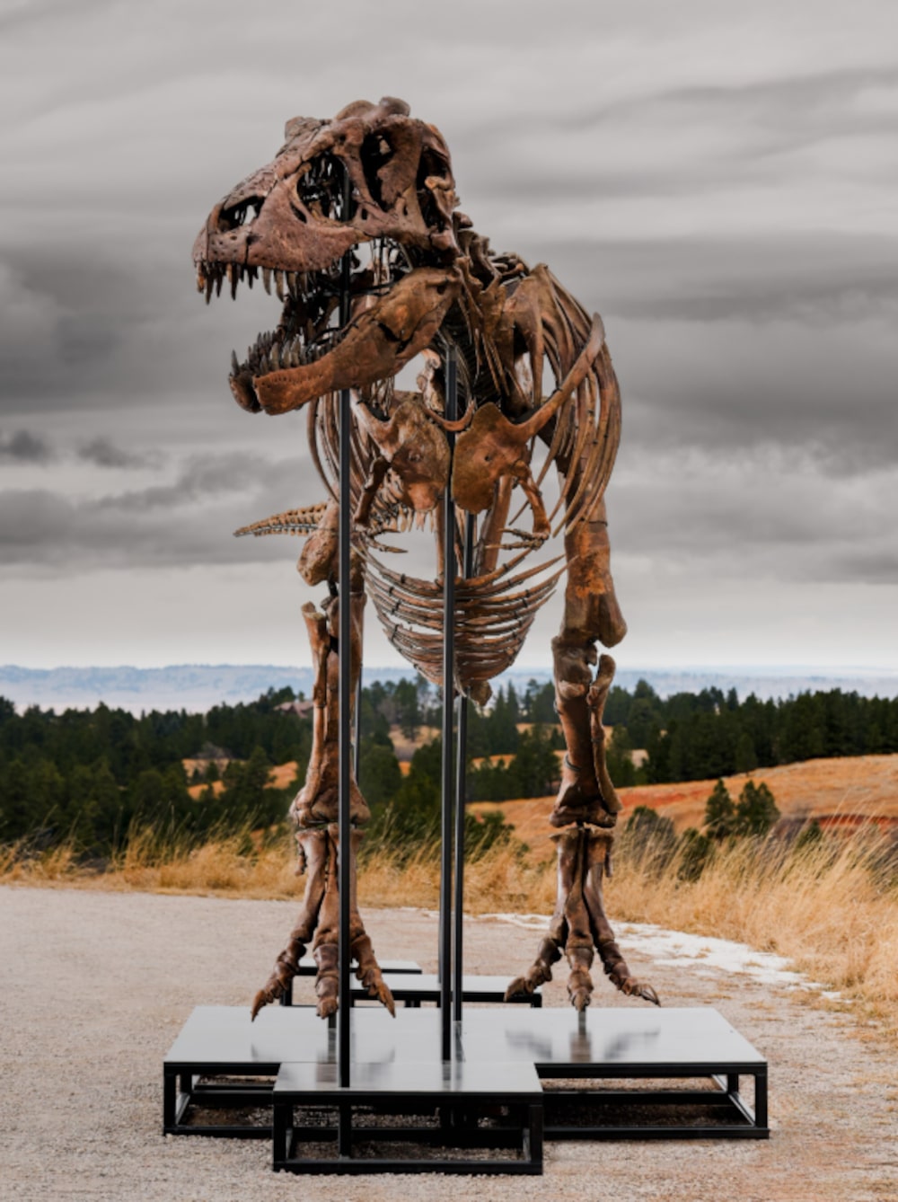 Tiranosaurio rex Gus Tiranosaurio rex Gus