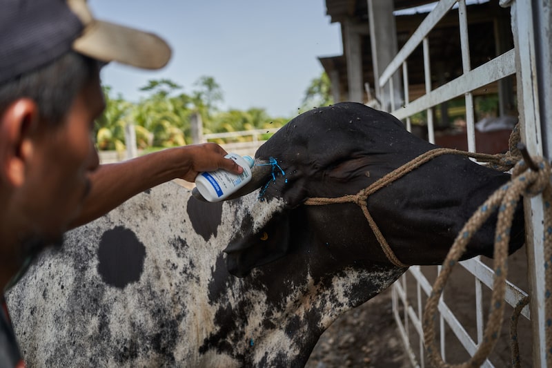 A worker applies a veterinary larvicide on the skin of a cow at the El Zapoteco livestock ranch in Villa Comaltitlan, Chiapas, Mexico, on June 28. Photographer: Mauricio Palos/Bloomberg A worker applies a veterinary larvicide on the skin of a cow at the El Zapoteco livestock ranch in Villa Comaltitlan, Chiapas, Mexico, on June 28. Photographer: Mauricio Palos/Bloomberg