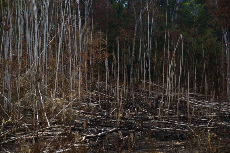 A section of burnt forest stands in the Amazonian state of Para. A section of burnt forest stands in the Amazonian state of Para.