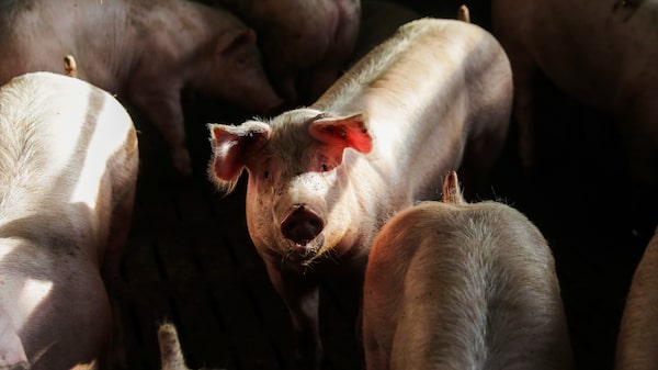 China suaviza aranceles a las importaciones de carne de cerdo de la Unión Europea China suaviza aranceles a las importaciones de carne de cerdo de la Unión Europea