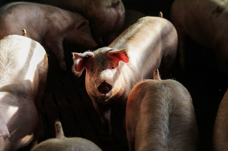 Granja porcina. Fotógrafo: Alex Kraus /Bloomberg Granja porcina. Fotógrafo: Alex Kraus /Bloomberg