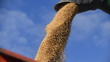 La soja apunta a su peor semana desde julio de 2024 por retraso en reunión entre Trump y Xi La soja apunta a su peor semana desde julio de 2024 por retraso en reunión entre Trump y Xi