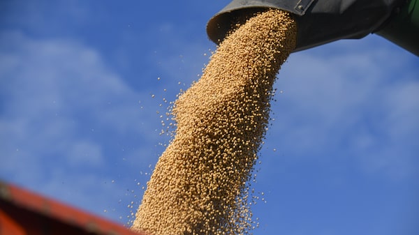 La soja apunta a su peor semana desde julio de 2024 por retraso en reunión entre Trump y Xi La soja apunta a su peor semana desde julio de 2024 por retraso en reunión entre Trump y Xi