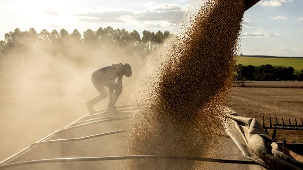 Precios de productos agrícolas bajan ante expectativa de la reapertura del estrecho de Ormuz Precios de productos agrícolas bajan ante expectativa de la reapertura del estrecho de Ormuz