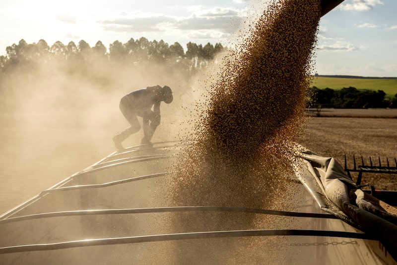 Workers loads soybeans in trucks Workers loads soybeans in trucks