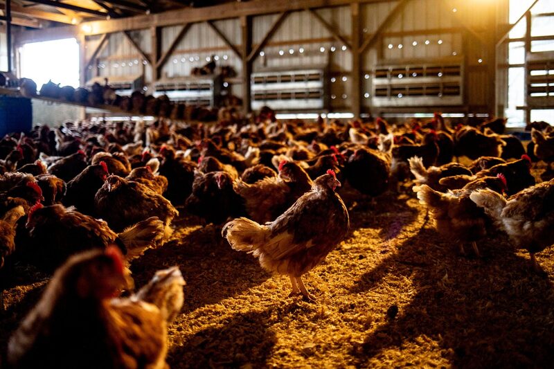 Doença da gripe aviária é registrada em diferentes partes do mundo de tempos em tempos, segundo autoridades (Foto: Emily Elconin/Bloomberg) Doença da gripe aviária é registrada em diferentes partes do mundo de tempos em tempos, segundo autoridades (Foto: Emily Elconin/Bloomberg)