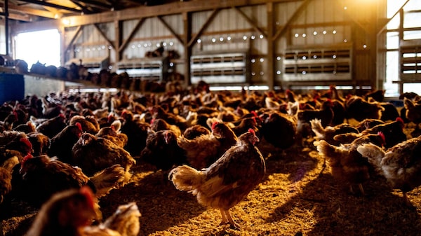China suspende importações de frango de duas empresas dos EUA após tarifas de Trump China suspende importações de frango de duas empresas dos EUA após tarifas de Trump