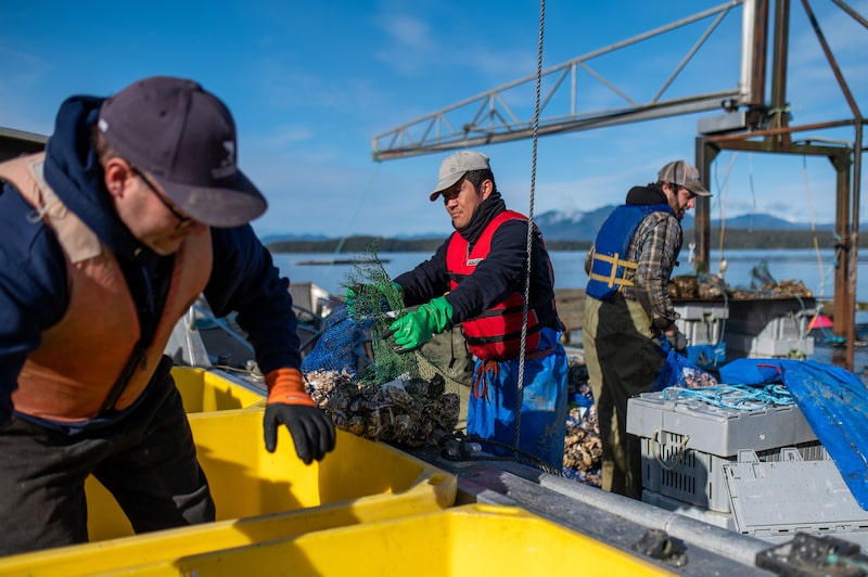 Sorted and packed oysters are loaded onto a boat on the Barkley Sound near Bamfield, British Columbia, Canada. Photographer: James MacDonald/Bloomberg Sorted and packed oysters are loaded onto a boat on the Barkley Sound near Bamfield, British Columbia, Canada. Photographer: James MacDonald/Bloomberg