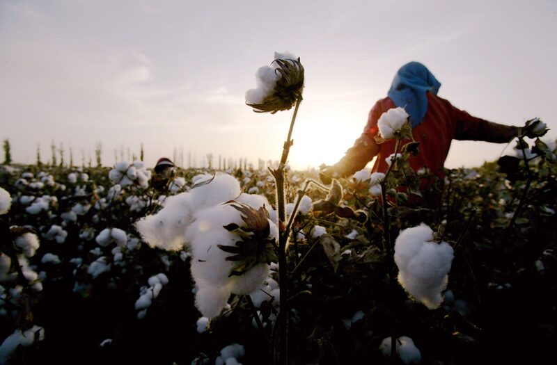 Colheita de algodão em Hami, na China| A Colômbia já foi um grande produtor da pluma nos anos 1960 até os anos 1990 (Foto: STR/AFP) Colheita de algodão em Hami, na China| A Colômbia já foi um grande produtor da pluma nos anos 1960 até os anos 1990 (Foto: STR/AFP)