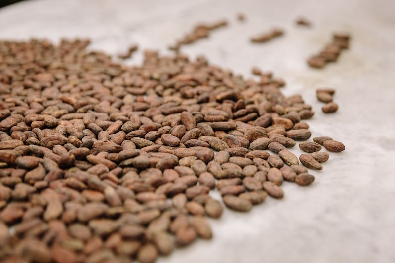 Granos de cacao Granos de cacao