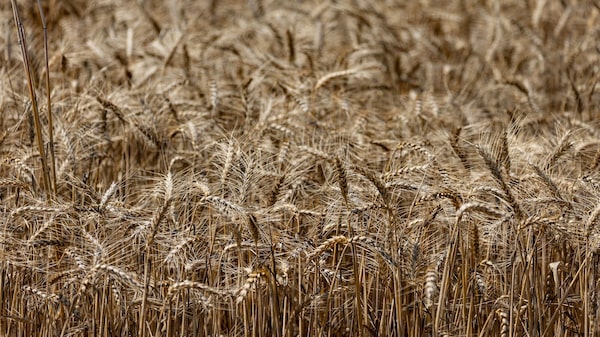 El trigo alcanza máximo de tres años ante temor a escalada de la guerra entre Rusia y Ucrania El trigo alcanza máximo de tres años ante temor a escalada de la guerra entre Rusia y Ucrania