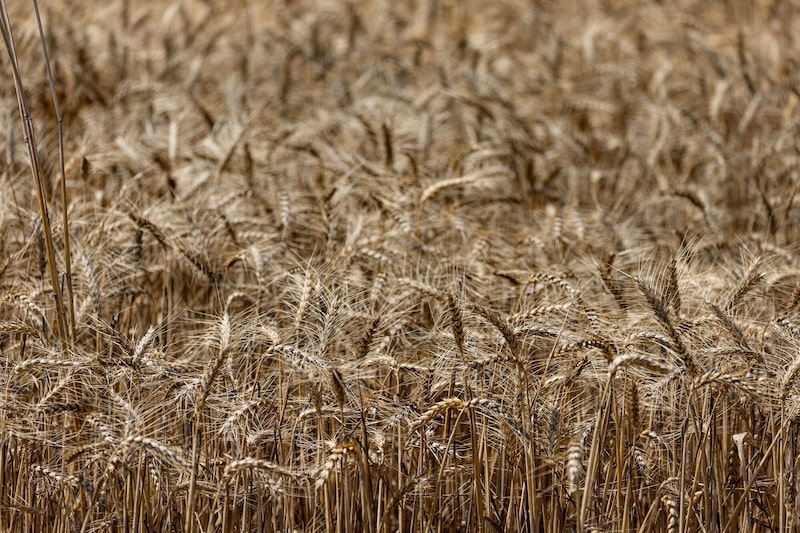 Espigas de trigo en una explotación agrícola. Espigas de trigo en una explotación agrícola.