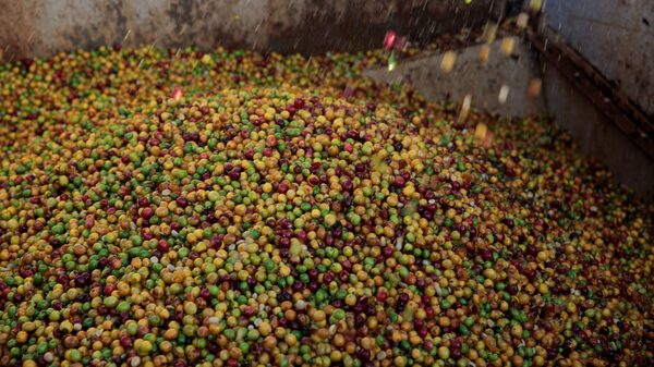 El Niño Could Make Your Cup of Coffee More Expensive as Robusta Beans Prices Surge El Niño Could Make Your Cup of Coffee More Expensive as Robusta Beans Prices Surge