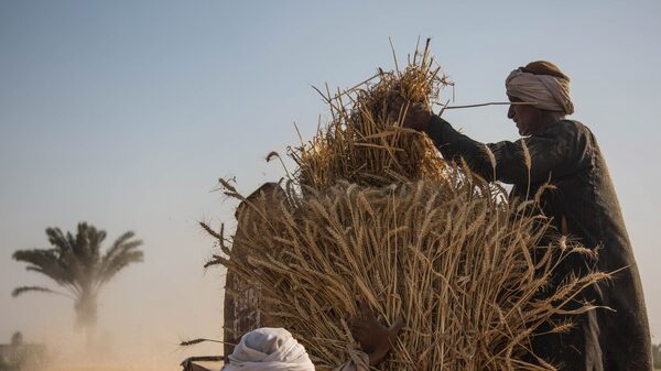 Egipto e India conversan sobre posible acuerdo para intercambiar trigo por bienes Egipto e India conversan sobre posible acuerdo para intercambiar trigo por bienes