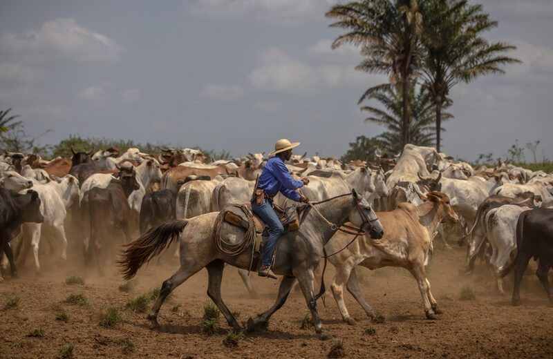 Ranchers herd cattle on a farm in Xinguara, Para state, Brazil. Ranchers herd cattle on a farm in Xinguara, Para state, Brazil.
