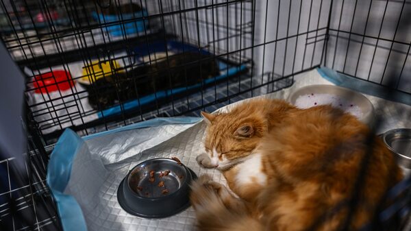 Gatos encontrados muertos en Polonia dan positivo de gripe aviar, según OMS Gatos encontrados muertos en Polonia dan positivo de gripe aviar, según OMS