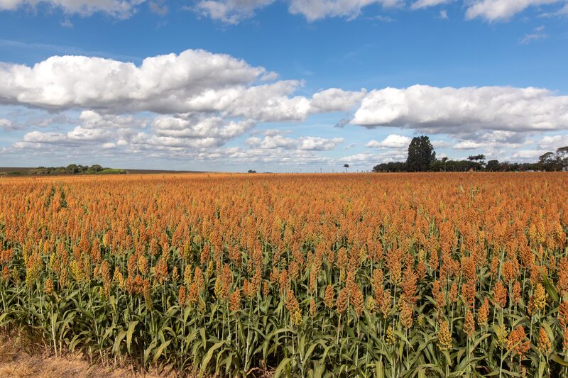 Projeto Bioinsumos no Brasil Projeto Bioinsumos no Brasil
