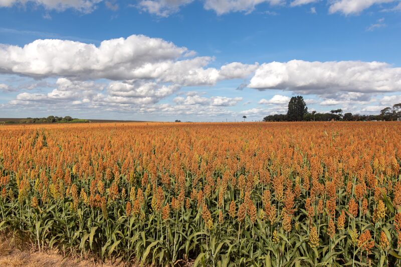 Projeto Bioinsumos no Brasil Projeto Bioinsumos no Brasil