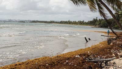 México invertirá US$115 millones para combatir la llegada récord de sargazo en el Caribe México invertirá US$115 millones para combatir la llegada récord de sargazo en el Caribe