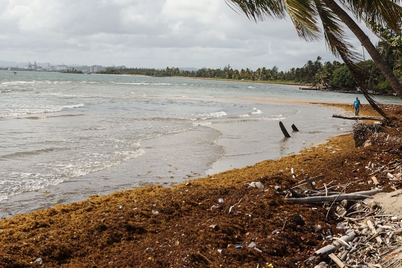 Sargassum season usually runs from March until October, but major landfalls this year began in January, particularly in Mexico, Florida and parts of the Caribbean. Sargassum season usually runs from March until October, but major landfalls this year began in January, particularly in Mexico, Florida and parts of the Caribbean.