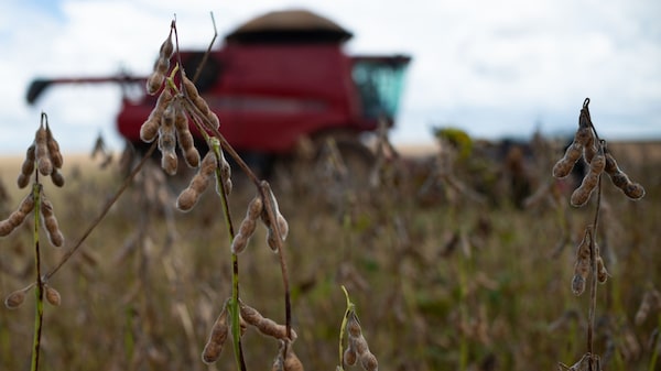 Uruguay se prepara para una cosecha récord de soja tras un año de sequía brutal Uruguay se prepara para una cosecha récord de soja tras un año de sequía brutal