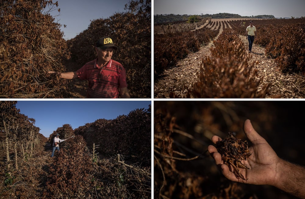 Goulart, top left, lost all 11,000 trees on his coffee plantation in Caconde. Photographer: Jonne Roriz/Bloomberg Goulart, top left, lost all 11,000 trees on his coffee plantation in Caconde. Photographer: Jonne Roriz/Bloomberg