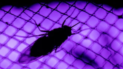 Esta nueva pastilla de dosis única podría eliminar la mortal enfermedad del sueño Esta nueva pastilla de dosis única podría eliminar la mortal enfermedad del sueño