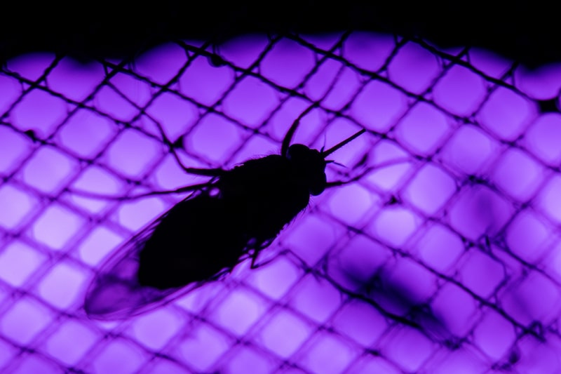 Una mosca tsé-tsé. Fotógrafo: Akos Stiller/Bloomberg. Una mosca tsé-tsé. Fotógrafo: Akos Stiller/Bloomberg.