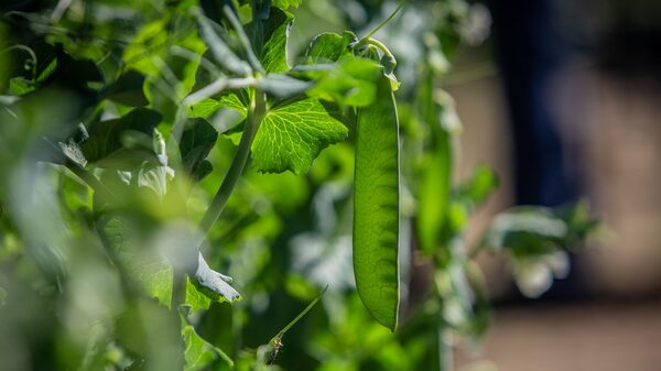 Uma simples ervilha pode resolver o problema do mercado de plant-based? Uma simples ervilha pode resolver o problema do mercado de plant-based?